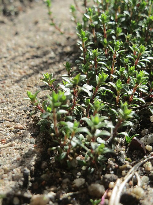 Thyme-leaved sandwort: Quendel-Sandkraut ( Arenaria serpyllifolia ) in Hockenheim - noch ohne Blüte