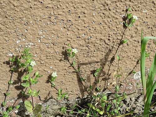 Thyme-leaved sandwort: Quendel-Sandkraut (Arenaria serpyllifolia) in Hockenheim