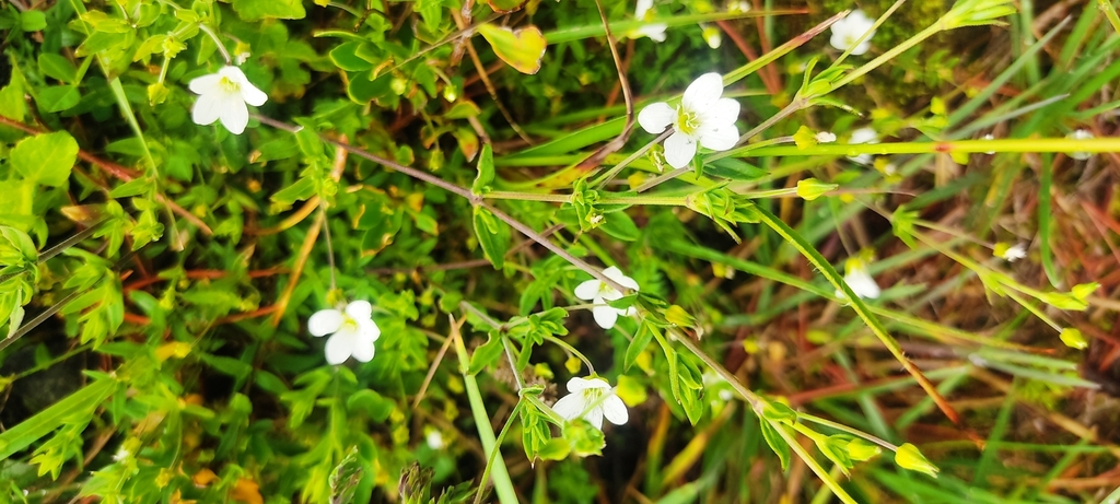 Arenaria soratensis (Arenaria soratensis)