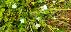 Arenaria soratensis (Arenaria soratensis)