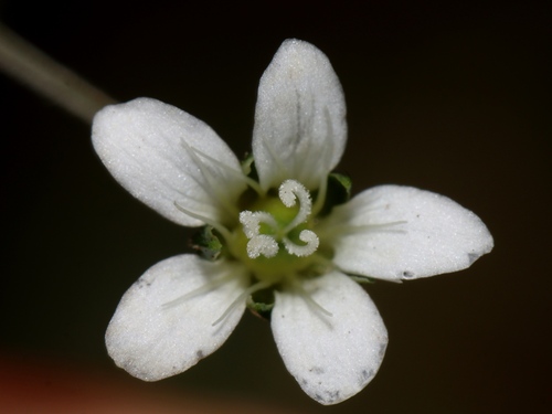 Arenaria soratensis (Arenaria soratensis)