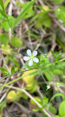 Arenaria soratensis (Arenaria soratensis)