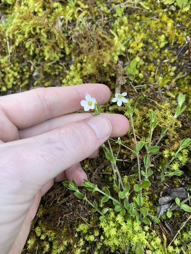Arenaria soratensis (Arenaria soratensis)