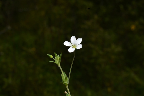 Arenaria soratensis (Arenaria soratensis)