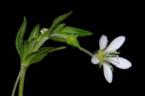 Arenaria soratensis (Arenaria soratensis)
