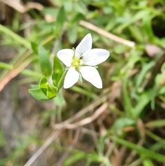 Arenaria soratensis (Arenaria soratensis)