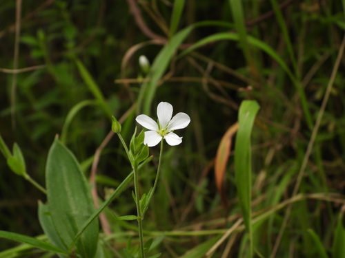 Arenaria soratensis (Arenaria soratensis)