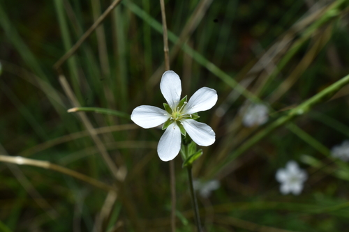 Arenaria soratensis (Arenaria soratensis)
