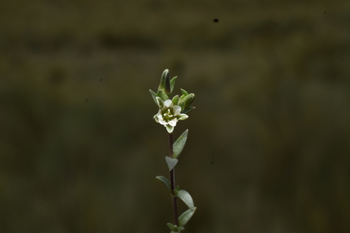 Arenaria tetragyna (Arenaria tetragyna)