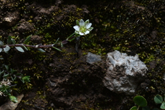 Arenaria tetragyna (Arenaria tetragyna)