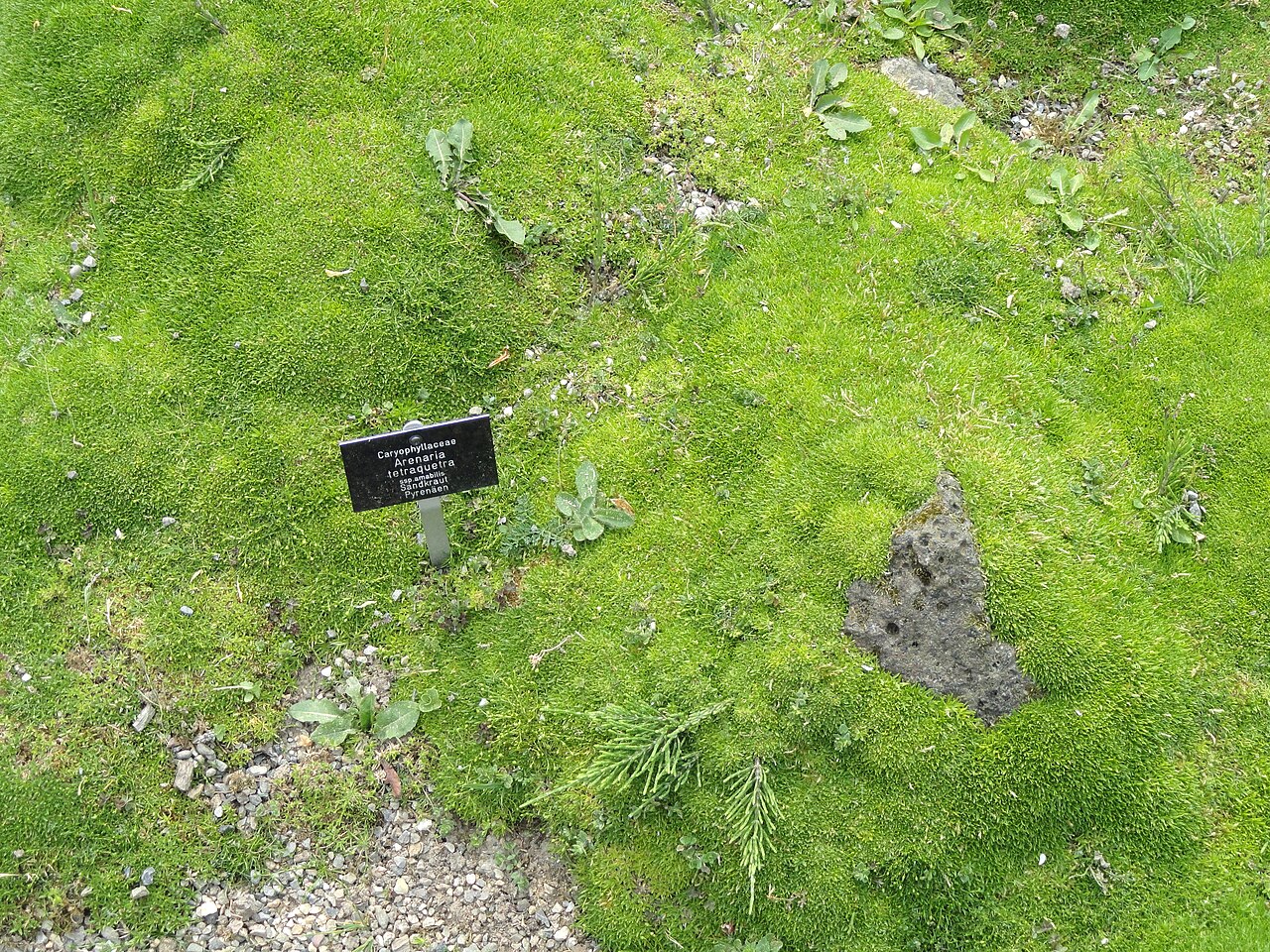 Arenaria tetraquetra: Arenaria tetraquetra specimen in the Botanischer Garten Freiburg, Freiburg im Breisgau, Baden-Württemberg, Germany.