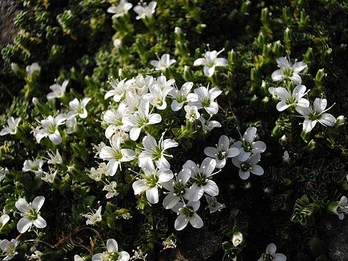 Arenaria tetraquetra: Arenaria tetraquetra