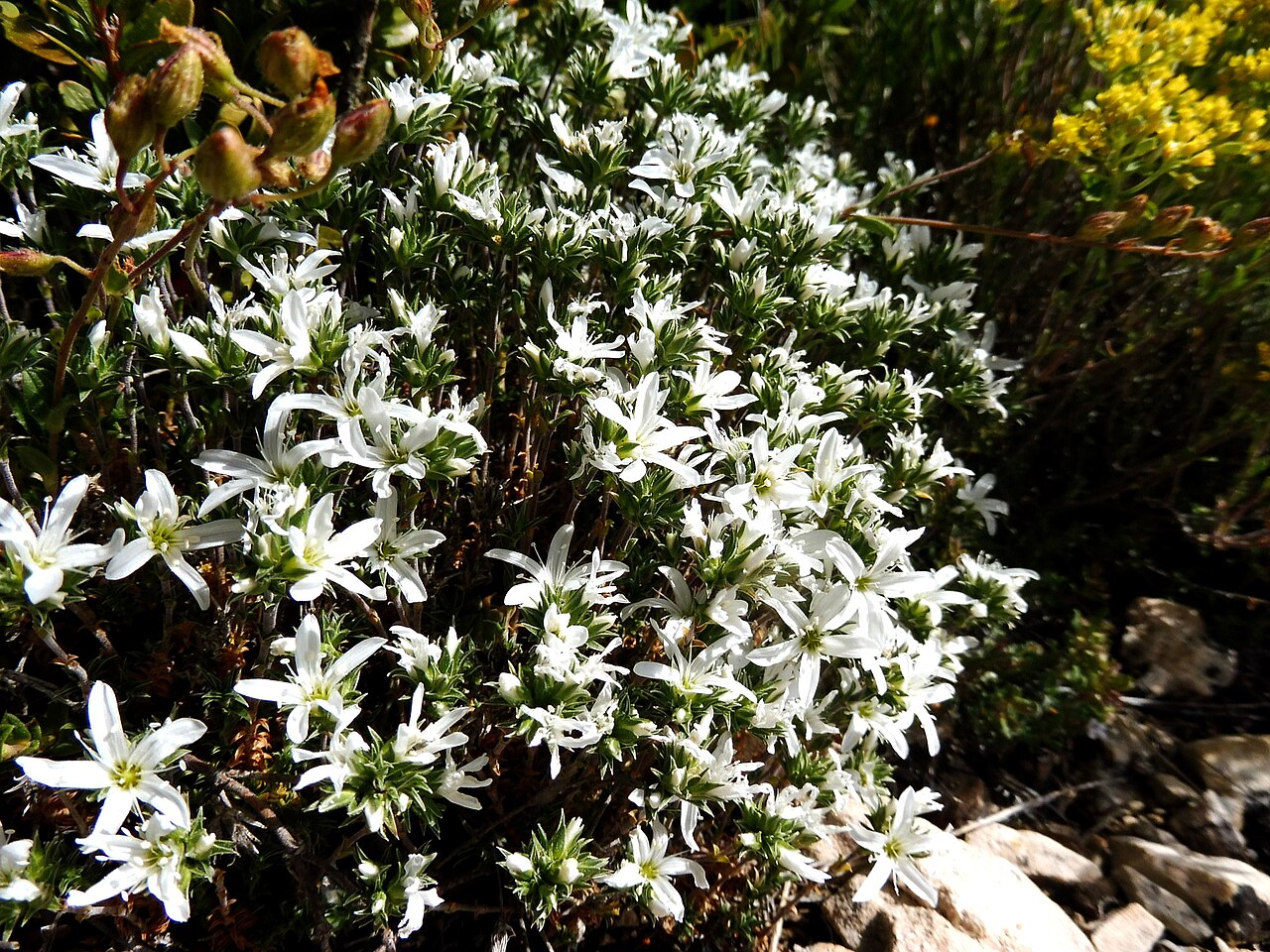 Arenaria tetraquetra: This is a a photo of a natural area in Catalonia, Spain, with id: