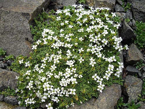 Arenaria tetraquetra: Arenaria tetraquetra