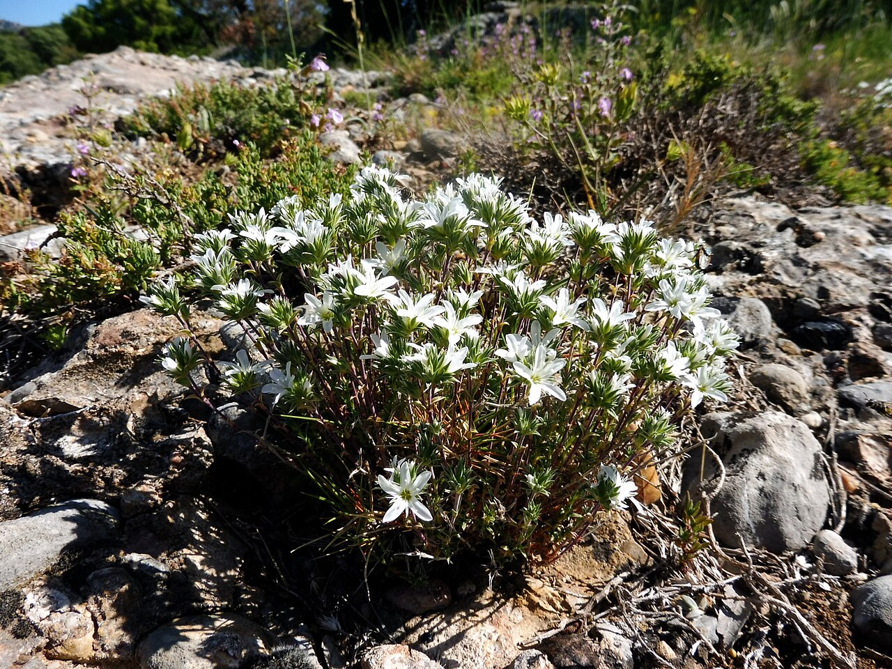 Arenaria tetraquetra: This is a a photo of a natural area in Catalonia, Spain, with id: