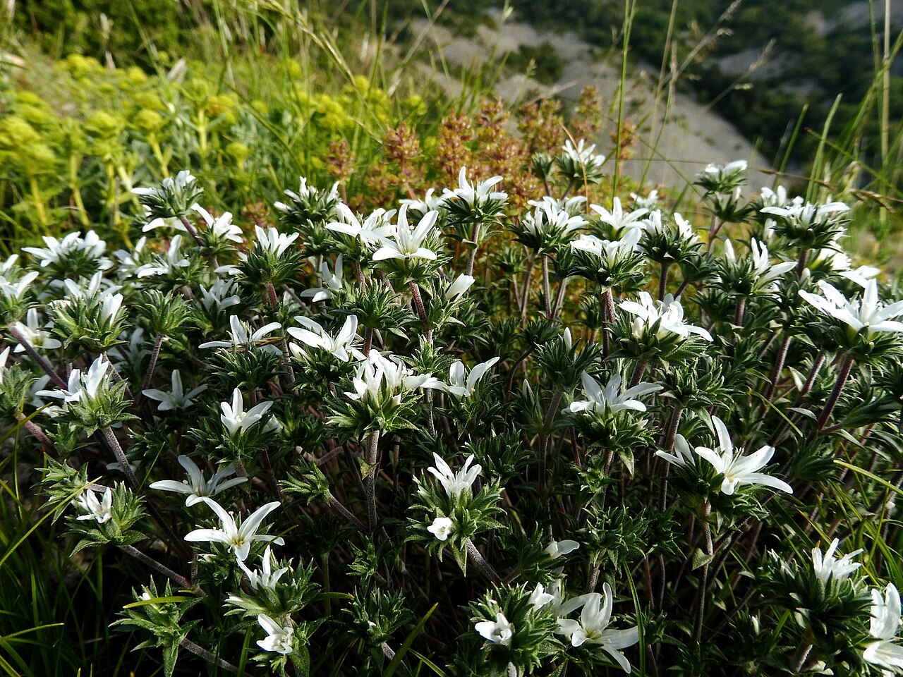Arenaria tetraquetra: This is a a photo of a natural area in Catalonia, Spain, with id: