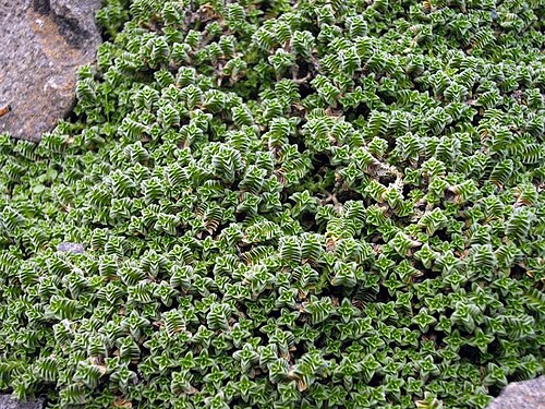 Arenaria tetraquetra: Arenaria tetraquetra