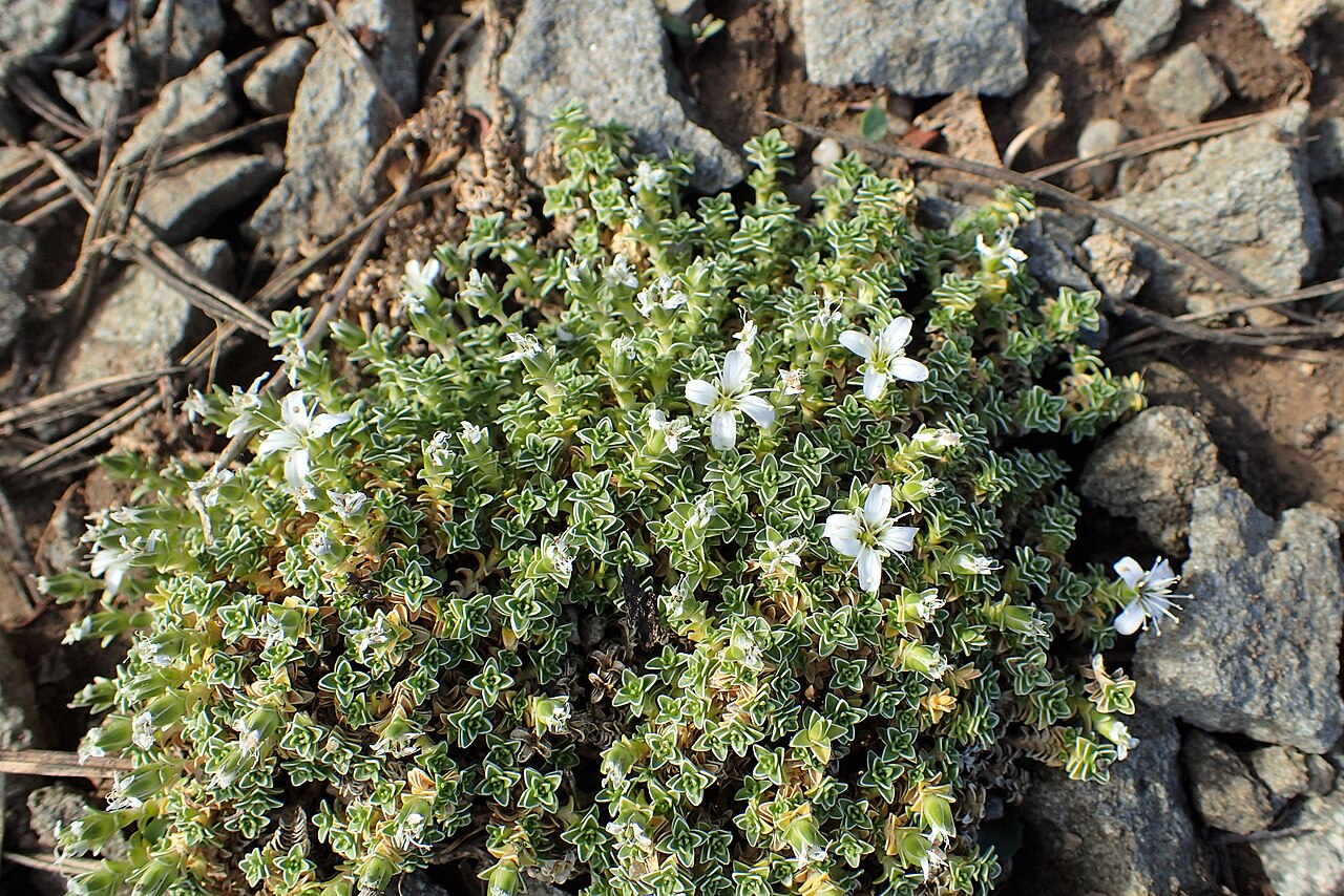 Arenaria tetraquetra: Arenaria tetraquetra in Jibou Botanical Garden, Romania