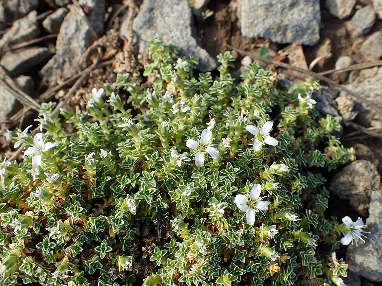 Arenaria tetraquetra: Arenaria tetraquetra in Jibou Botanical Garden, Romania