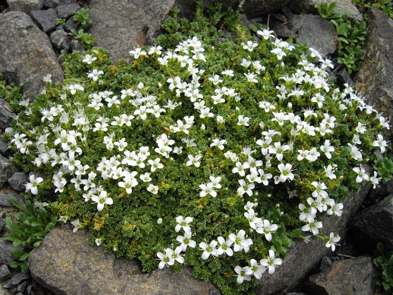 Arenaria tetraquetra: Arenaria tetraquetra