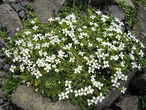 Arenaria tetraquetra: Arenaria tetraquetra