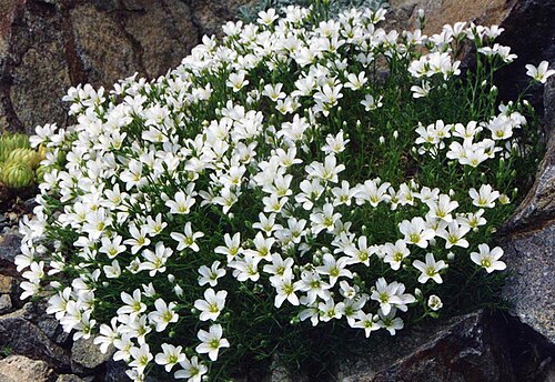 Arenaria tmolea: Arenaria tmolea
