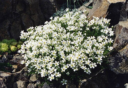 Arenaria tmolea: Arenaria tmolea