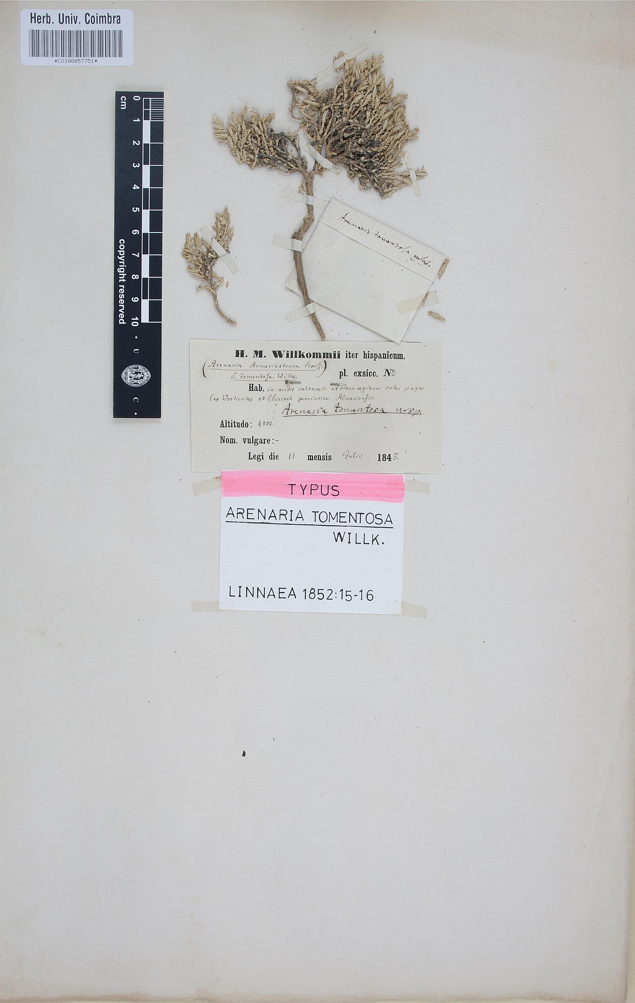 Arenaria tomentosa: Photograph of Type of Arenaria tomentosa at Herbarium of the University of Coimbra, Portugal (COI). Specimen COI00057751. http://coicatalogue.uc.pt/specimen/COI