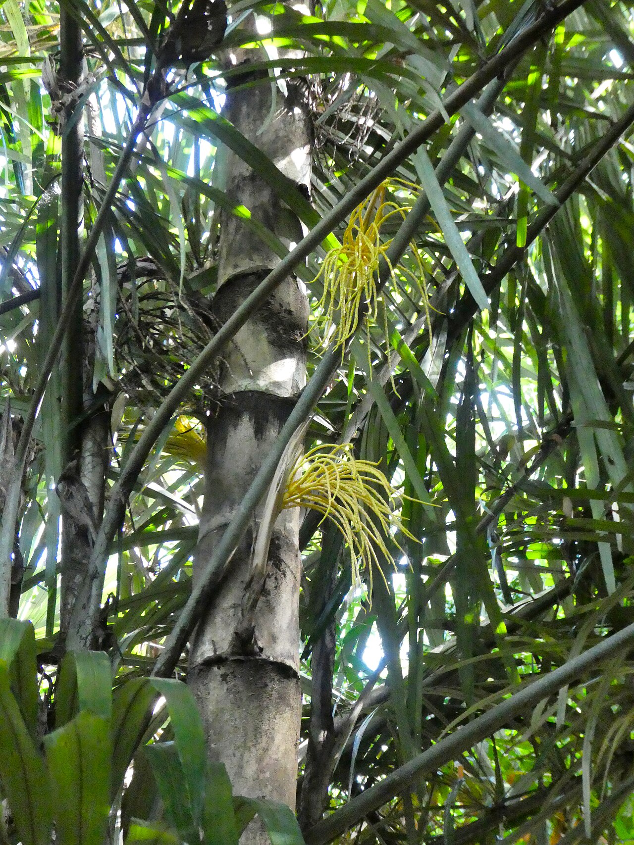 Southern arenga: Arenga australasica with immature inflorescences