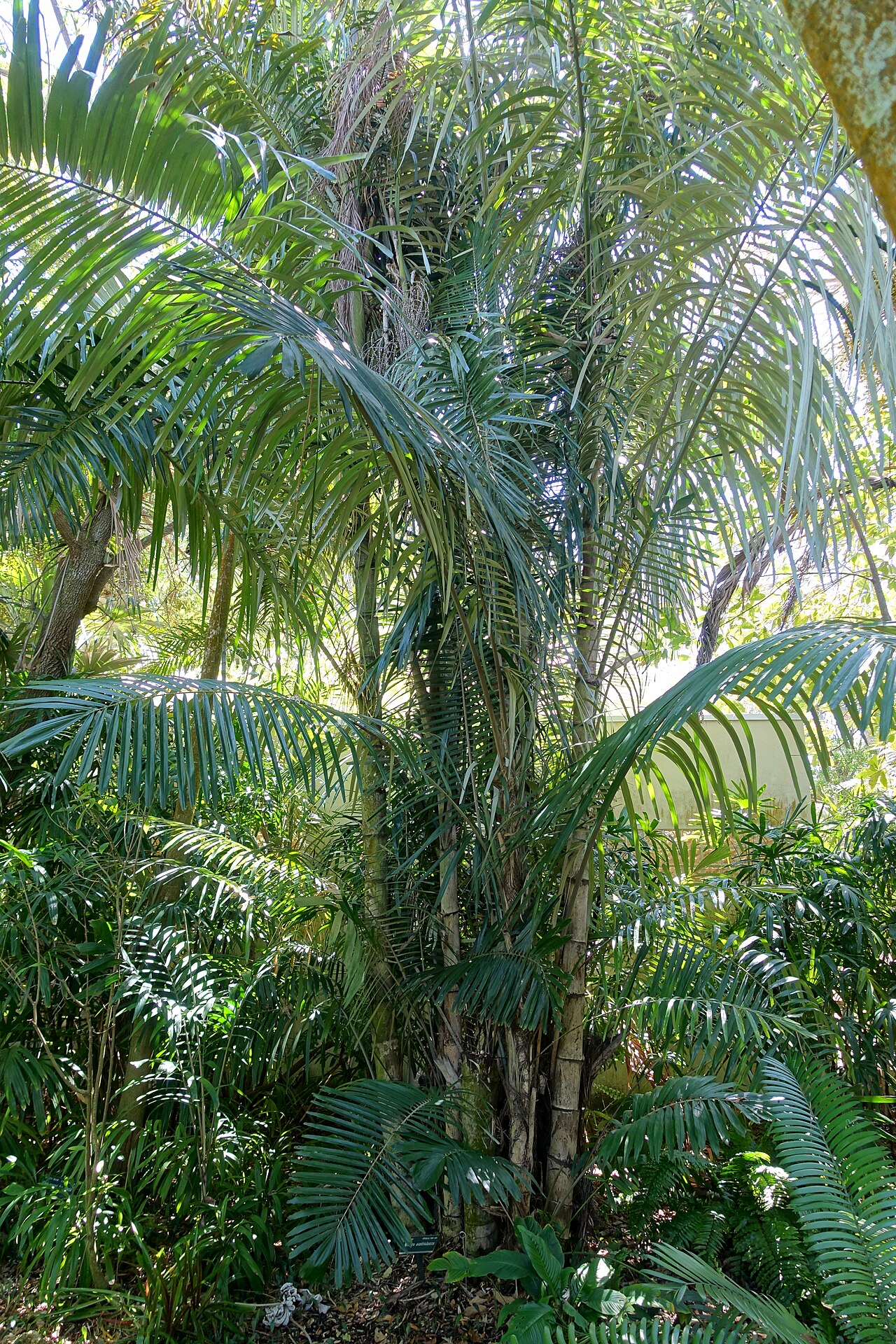 Southern arenga: Botanical specimen in the Marie Selby Botanical Gardens - Sarasota, Florida, USA.