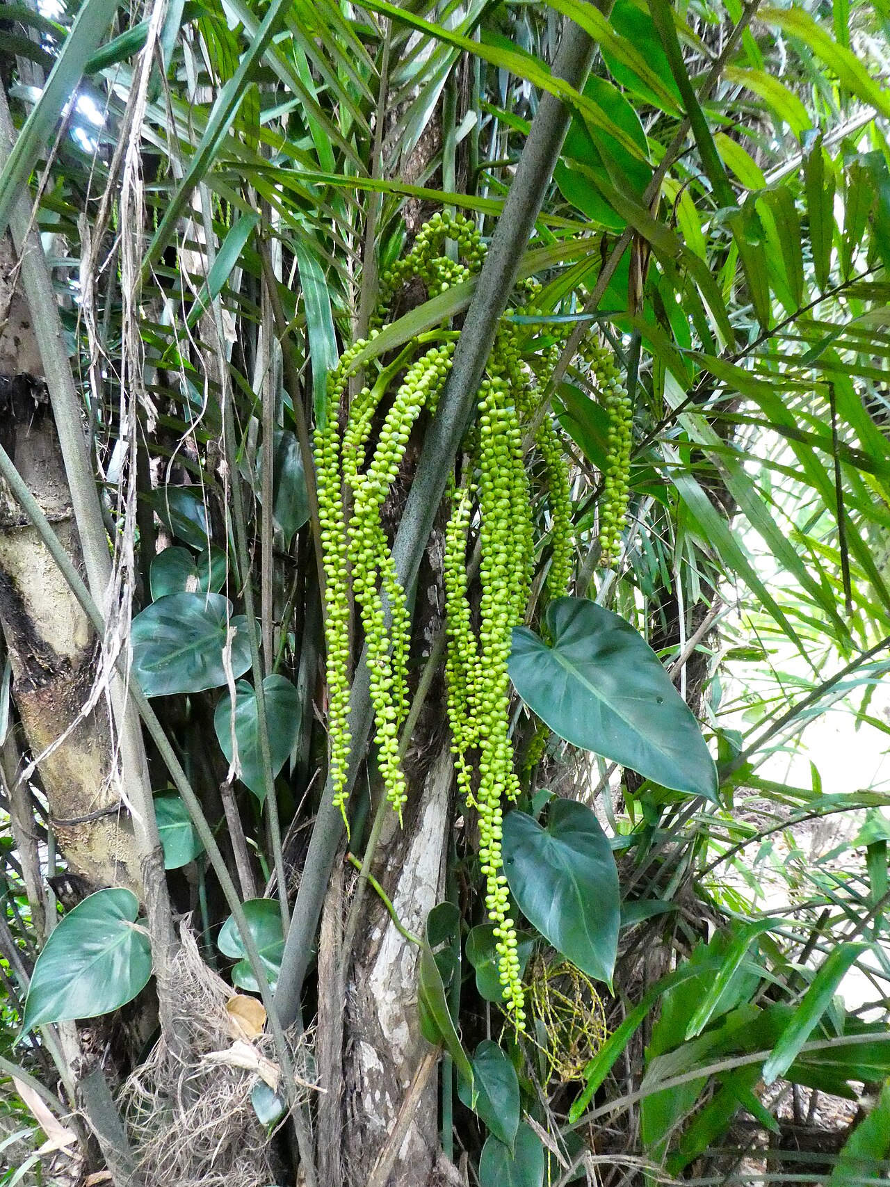 Southern arenga: Arenga australasica in Cairns Botanic Gardens, September 2024
