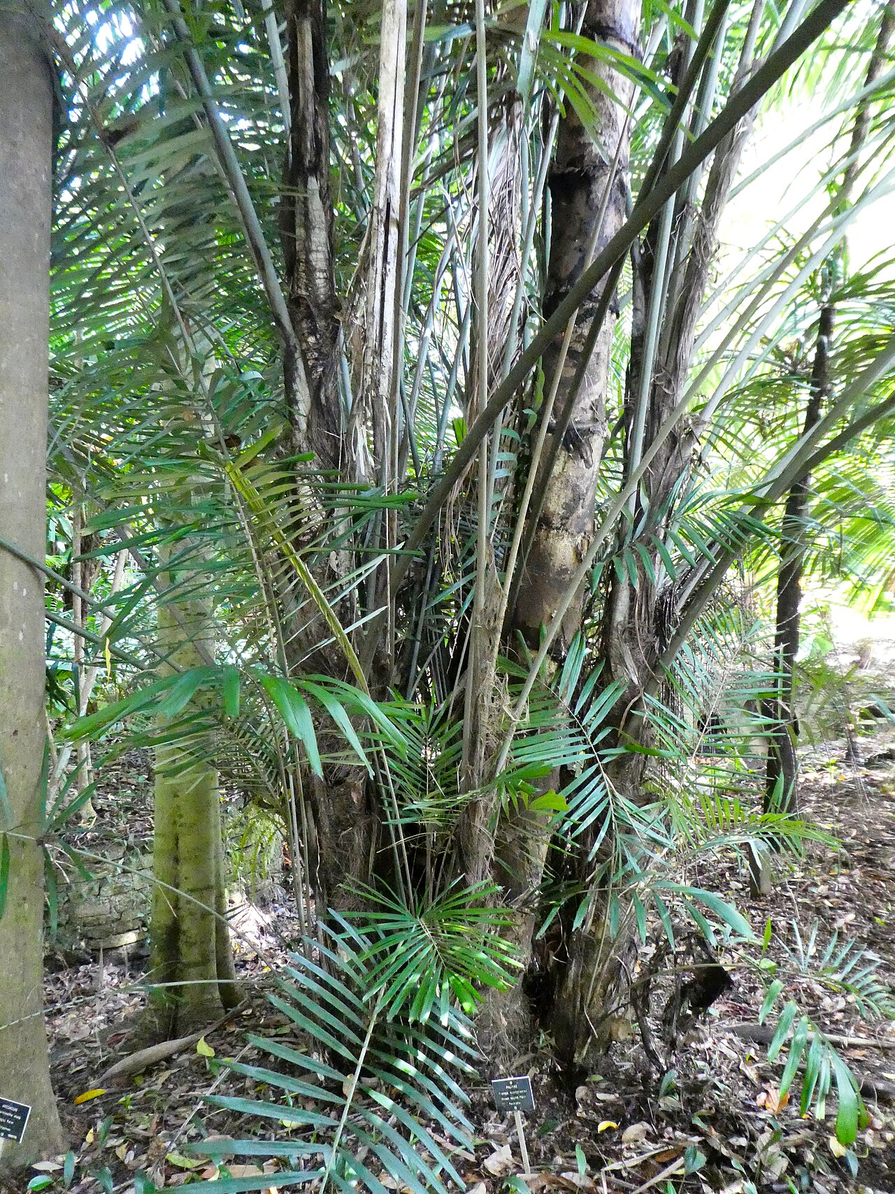 Southern arenga: Arenga australasica in Cairns Botanic Gardens, September 2024
