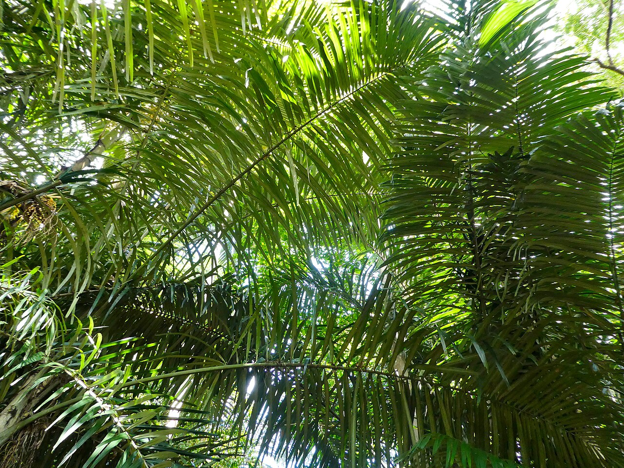 Southern arenga: Arenga australasica in Cairns Botanic Gardens, September 2024
