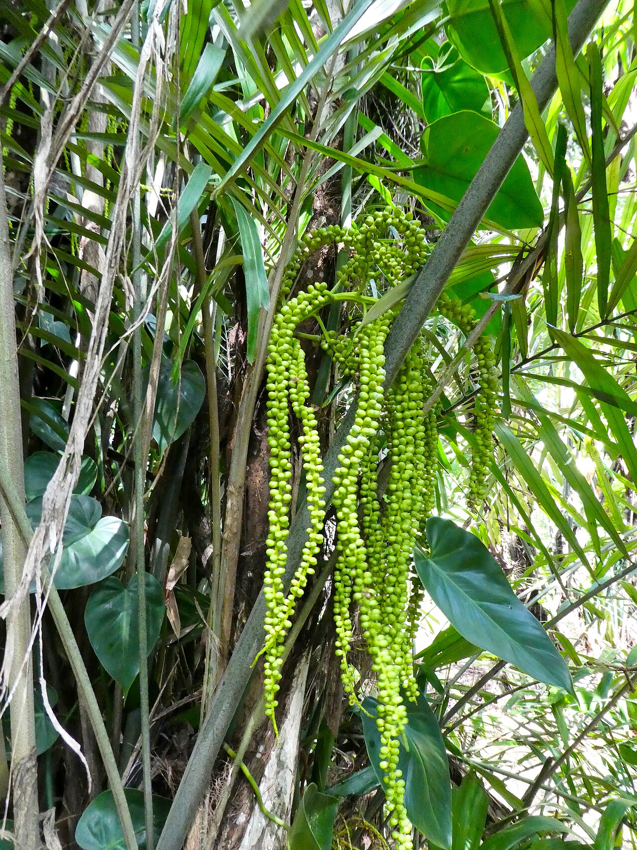 Southern arenga: Arenga australasica in Cairns Botanic Gardens, September 2024