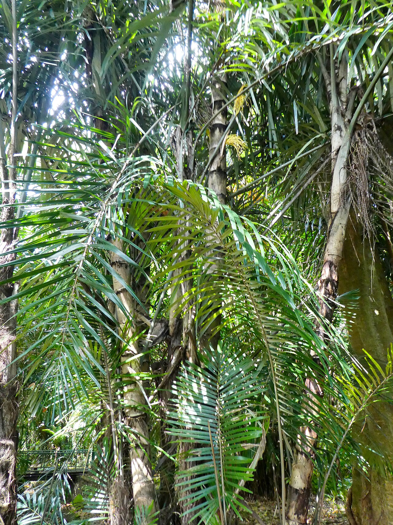 Southern arenga: Arenga australasica in Cairns Botanic Gardens, September 2024