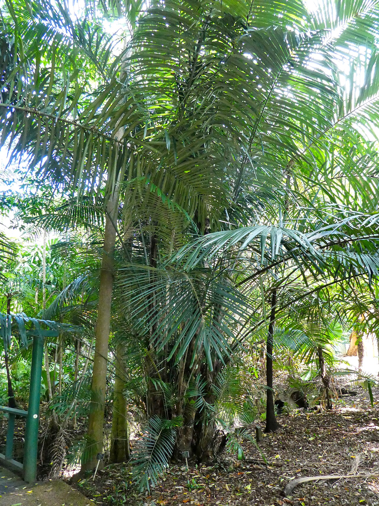 Southern arenga: Arenga australasica in Cairns Botanic Gardens, September 2024