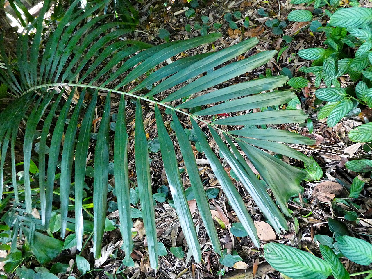 Southern arenga: Arenga australasica frond and leaflets