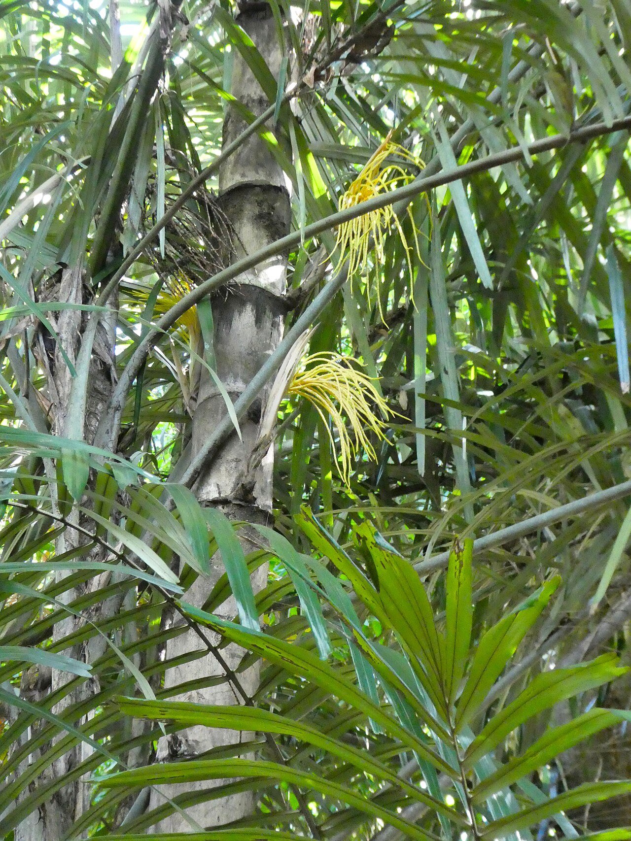 Southern arenga: Arenga australasica with immature inflorescences