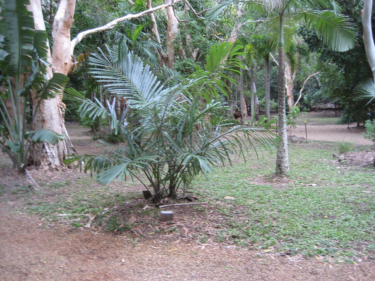 Southern arenga: Australian Arenga Palm