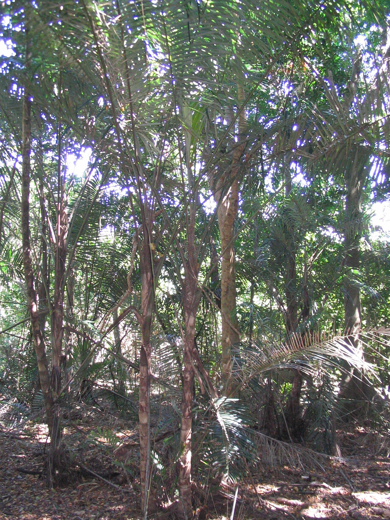 Southern arenga: Arenga australasica in Australia