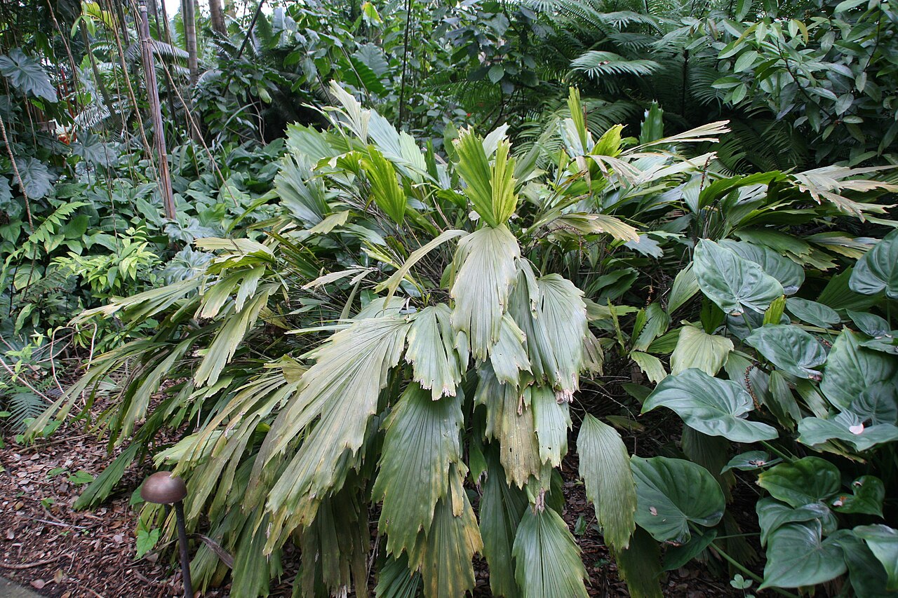 Caudate Wallich's palm: Location taken: Fairchild Tropical Botanic Garden, Miami, FL USA. Names: Arenga caudata (Lour.) H.E.Moore, Caudate Wallich´s Palm, Dwarf Sugar Palm, Shuang Zi Z