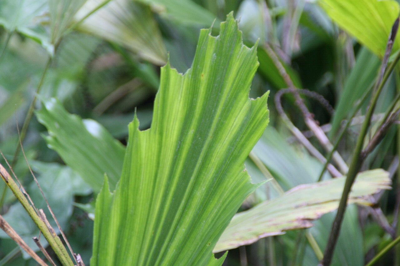 Caudate Wallich's palm: Location taken: Fairchild Tropical Botanic Garden, Miami, FL USA. Names: Arenga caudata (Lour.) H.E.Moore, Caudate Wallich´s Palm, Dwarf Sugar Palm, Shuang Zi Z