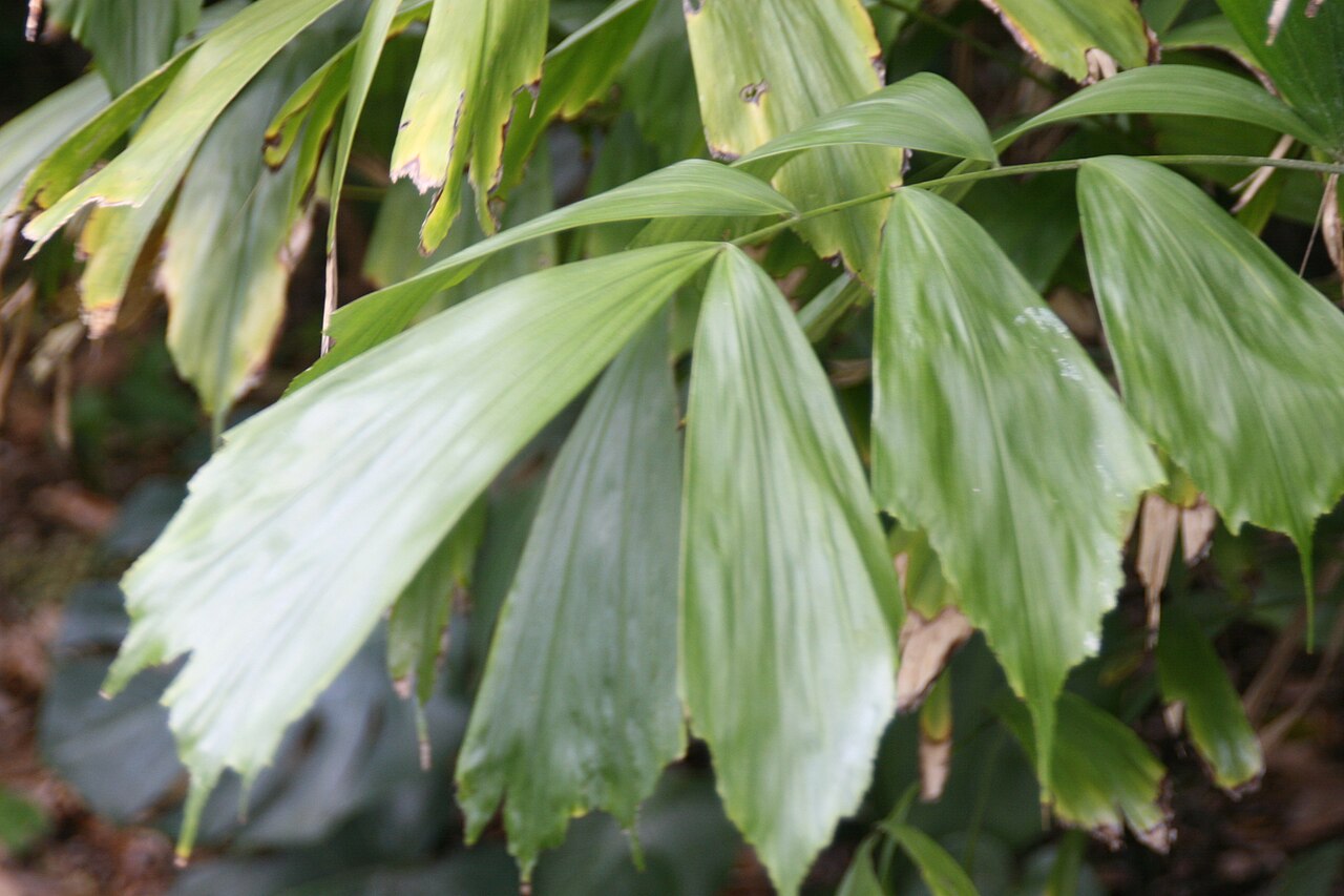 Caudate Wallich's palm: Location taken: Fairchild Tropical Botanic Garden, Miami, FL USA. Names: Arenga caudata (Lour.) H.E.Moore, Caudate Wallich´s Palm, Dwarf Sugar Palm, Shuang Zi Z