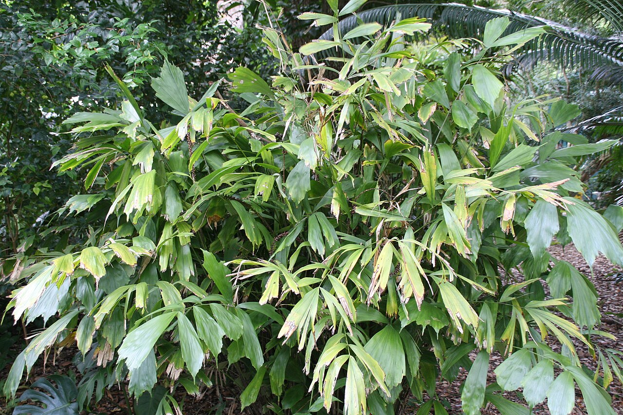 Caudate Wallich's palm: Location taken: Fairchild Tropical Botanic Garden, Miami, FL USA. Names: Arenga caudata (Lour.) H.E.Moore, Caudate Wallich´s Palm, Dwarf Sugar Palm, Shuang Zi Z