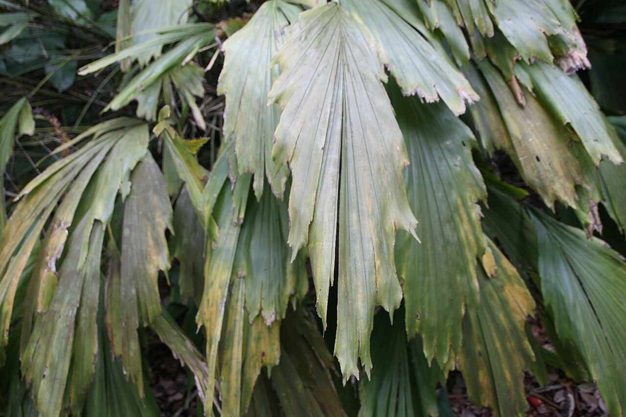 Caudate Wallich's palm: Location taken: Fairchild Tropical Botanic Garden, Miami, FL USA. Names: Arenga caudata (Lour.) H.E.Moore, Caudate Wallich´s Palm, Dwarf Sugar Palm, Shuang Zi Z