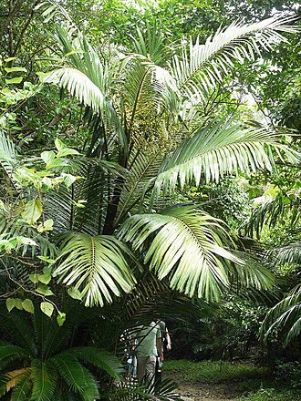 Dwarf sugar palm: Arenga engleri (Arecaceae) Japanese name:KUROTUGU、クロツグ Date;2008,08.11;Seifa Utaki,Okinawa Island,Okinawa Pref., Japan Author;Keisotyo