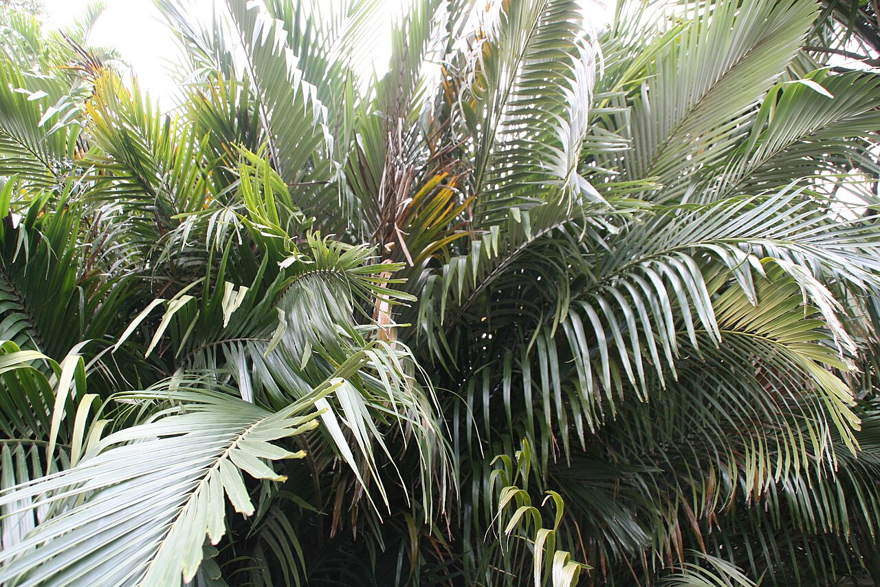 Dwarf sugar palm: Location taken: Fairchild Tropical Botanic Garden, Miami, FL USA. Names: Arenga engleri Becc., Dwarf Sugar Palm, Formosa Palm, Formosa Sugar Palm, Formosan Suga