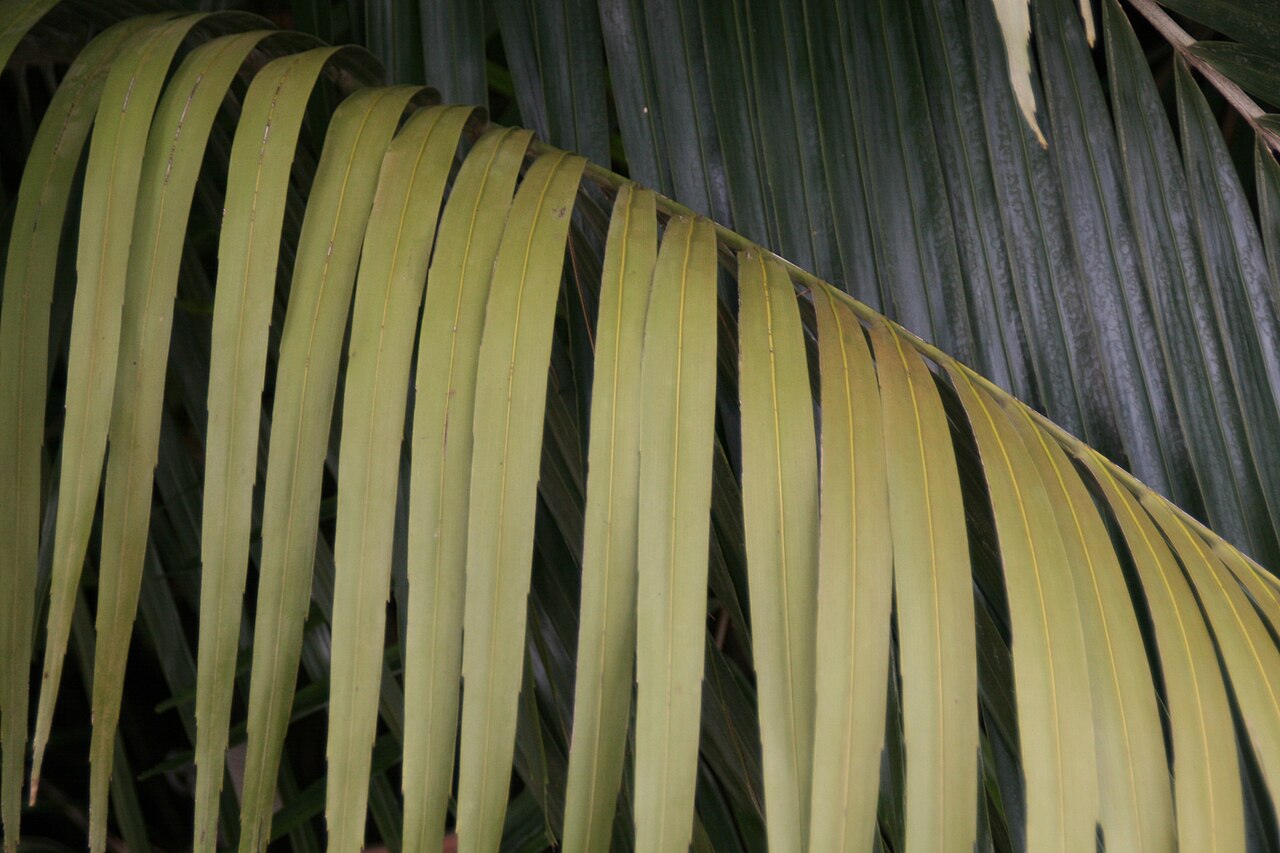 Dwarf sugar palm: Location taken: Fairchild Tropical Botanic Garden, Miami, FL USA. Names: Arenga engleri Becc., Dwarf Sugar Palm, Formosa Palm, Formosa Sugar Palm, Formosan Suga