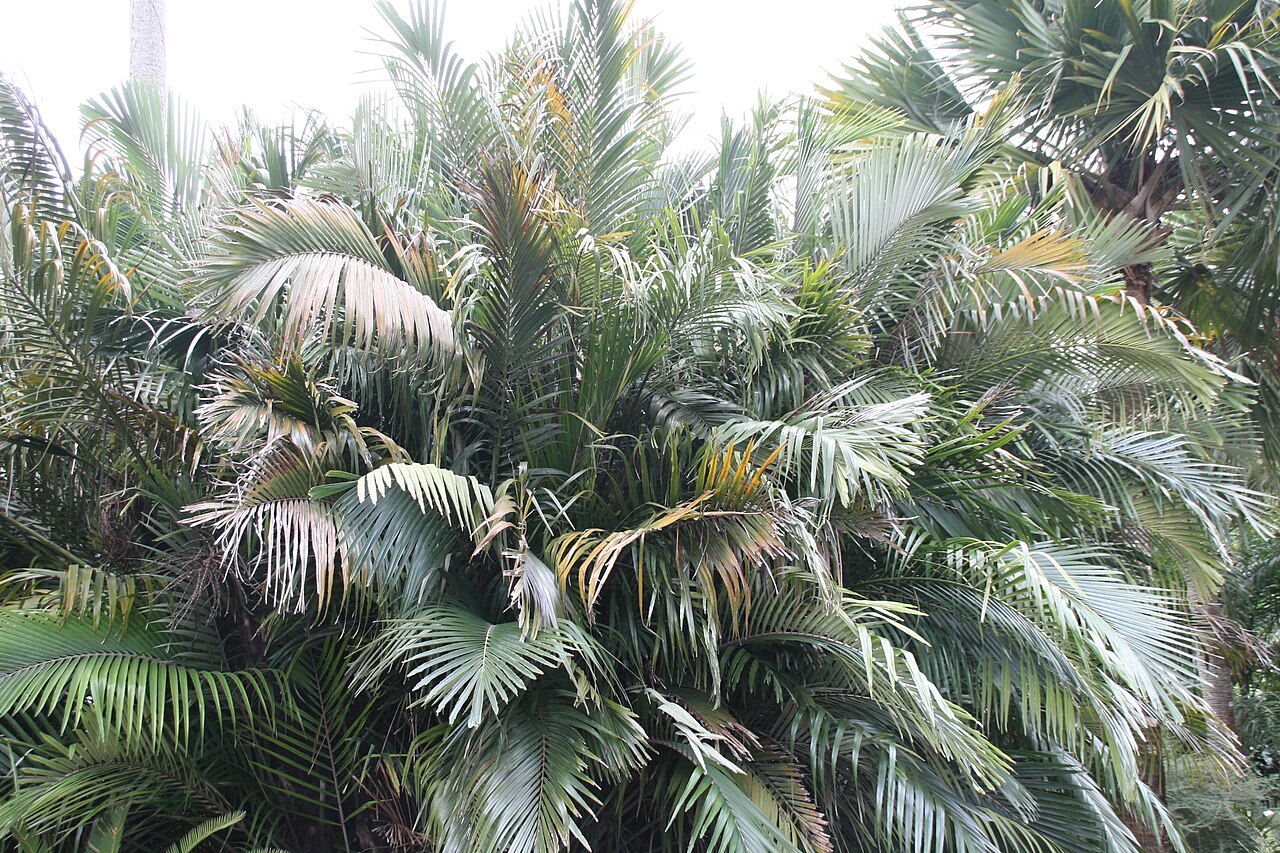 Dwarf sugar palm: Location taken: Fairchild Tropical Botanic Garden, Miami, FL USA. Names: Arenga engleri Becc., Dwarf Sugar Palm, Formosa Palm, Formosa Sugar Palm, Formosan Suga