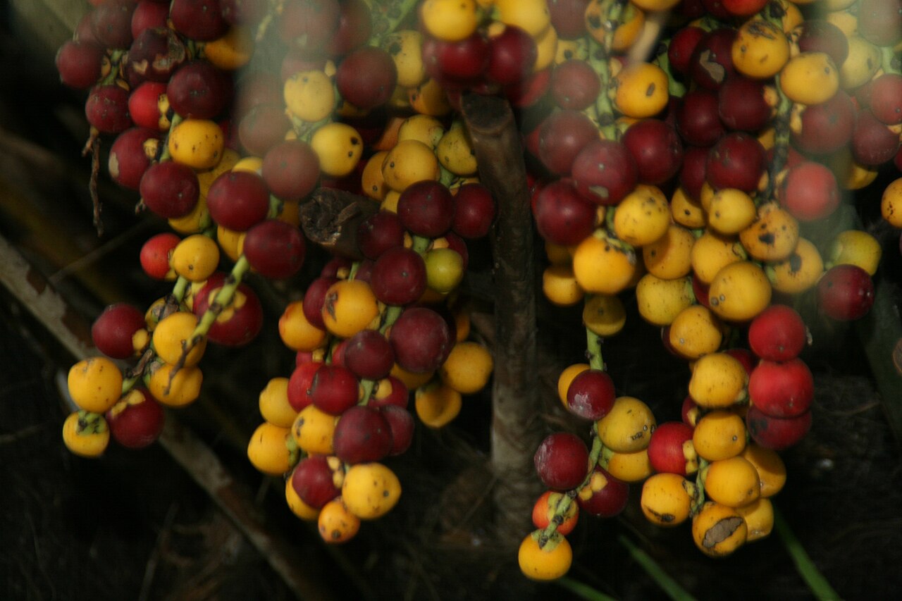 Dwarf sugar palm: Location taken: Fairchild Tropical Botanic Garden, Miami, FL USA. Names: Arenga engleri Becc., Dwarf Sugar Palm, Formosa Palm, Formosa Sugar Palm, Formosan Suga
